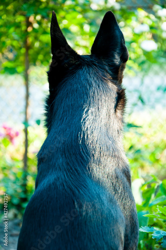 back view of black dog sitting and watching the territory. pet outdoor. street dog.