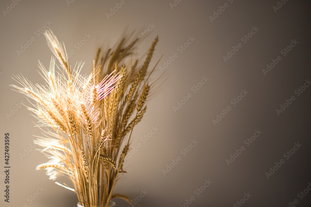 ears of wheat on a dark background, the sun's rays illuminate the ears.