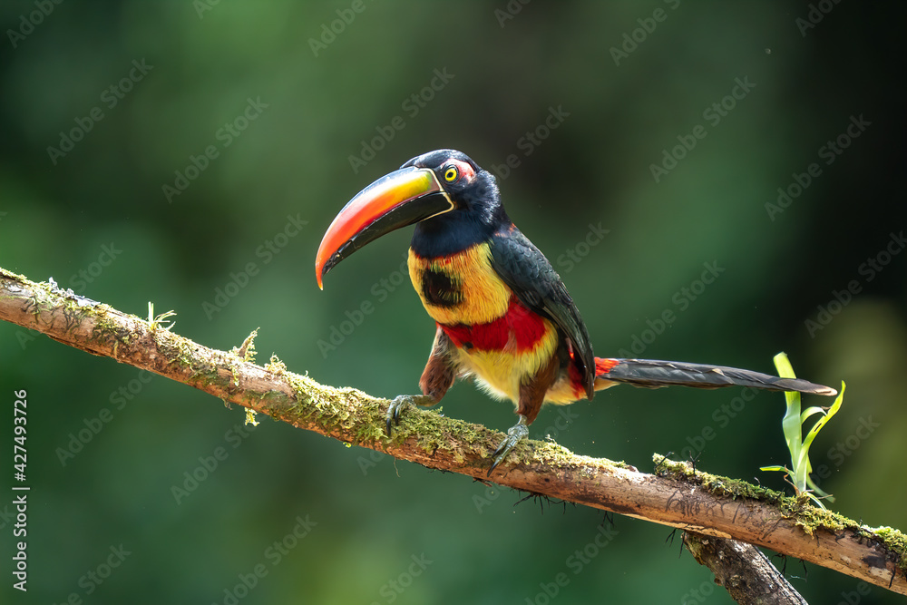 Fiery-billed Aracari - Pteroglossus frantzii is a toucan, a near-passerine bird. It breeds only on the Pacific slopes of southern Costa Rica and western Panama Fiery-billed Aracari - Pteroglossus frantzii is a toucan, a near-passerine bird. It breeds only on the Pacific slopes of southern Costa Rica and western Panama