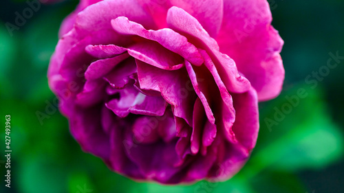natural panoramic banner. beautiful rose flower close-up. flower of magenta color on a bright green blurred background. copy space