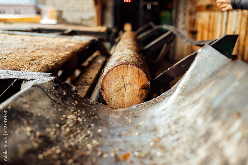 a log on a conveyor belt. transportation of wood raw materials at the plant. wood processing on a sawmill. automated conveyor