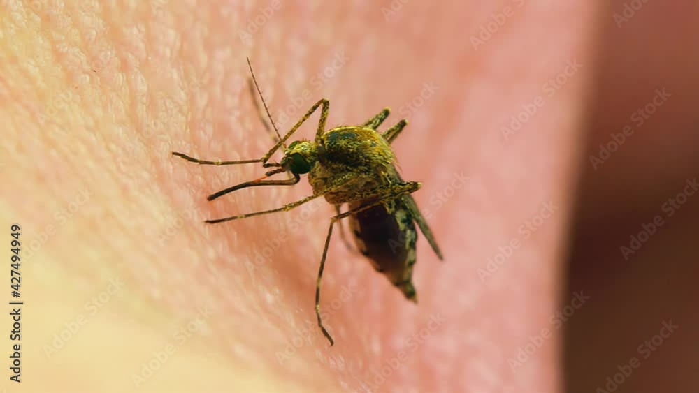 Macro Video of Dangerous Malaria Infected Culex Mosquito Sucking Blood, Leishmaniasis, Encephalitis, Yellow Fever, Dengue Disease, Zika, EEE Virus Parasite Insect Bite Macro Video of Dangerous Malaria Infected Culex Mosquito Sucking Blood, Leishmaniasis, Encephalitis, Yellow Fever, Dengue Disease, Zika, EEE Virus Parasite Insect Bite