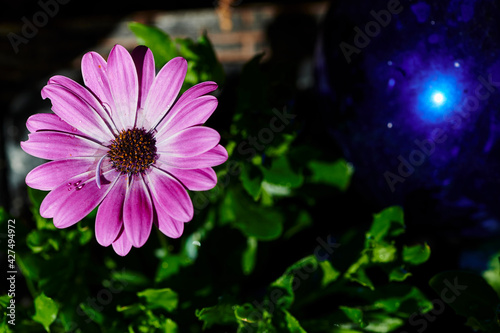 Macro shot of a pink marguerite  Leucanthemum  in the sun.