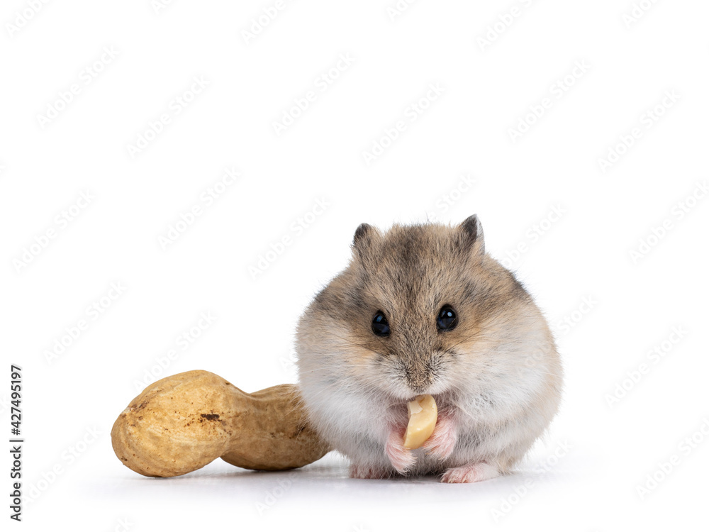 Cute brown baby hamster, eating peanut. Isolated on a white background. Cute brown baby hamster, eating peanut. Isolated on a white background.
