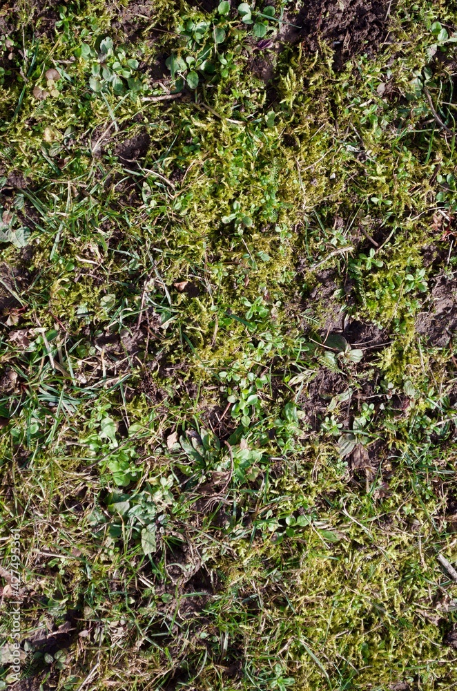 Wiese mit Moos und Erde im Frühling Wiese mit Moos und Erde im Frühling