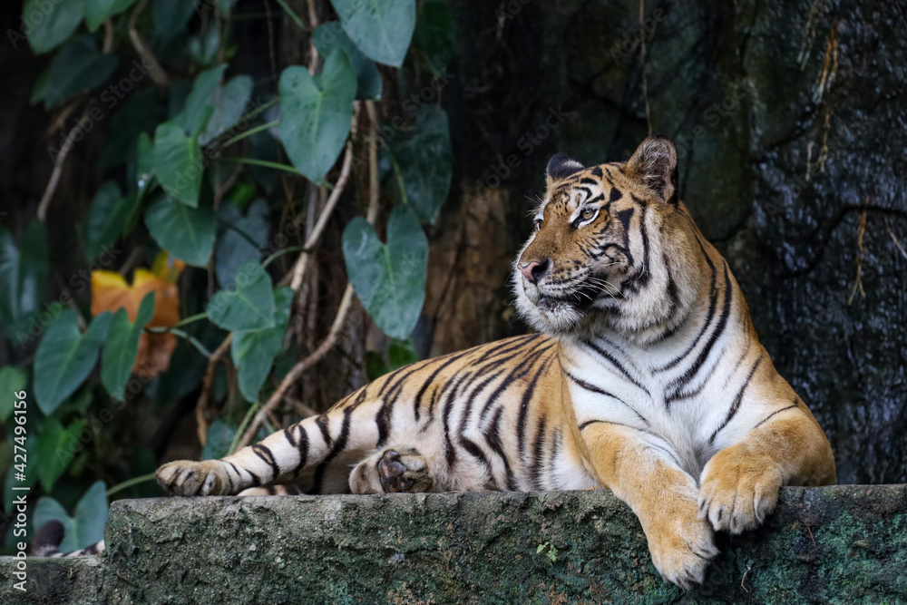 Fototapeta premium Close up bengal tiger is big animal and dangerous in forest