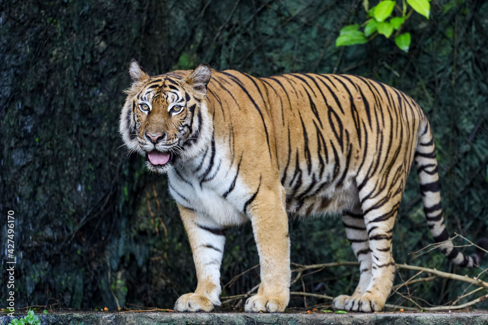 Close up bengal tiger is big animal and dangerous in forest Close up bengal tiger is big animal and dangerous in forest