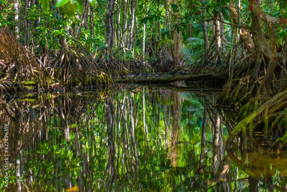 Obraz premium Mangrove shrubs on Praslin island in Seychelles