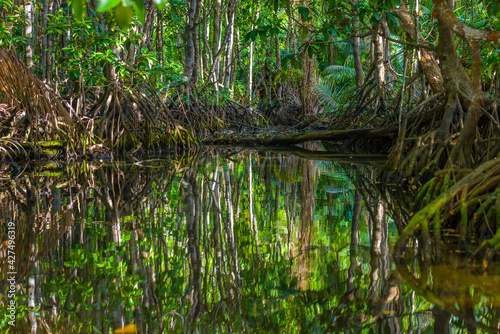 Mangrove shrubs on Praslin island in Seychelles