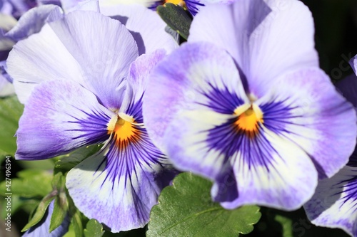 Purple flowers Pansies on a flower bed in spring