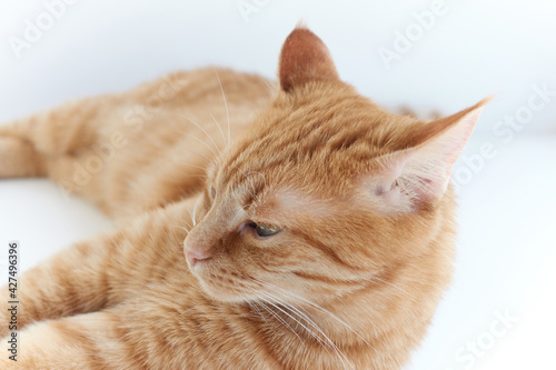 Adorable fluffy domestic ginger cat lying down relaxing or napping on white table. Feline concept. High quality photo © boytsov