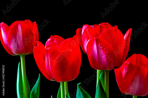 Tulip photo