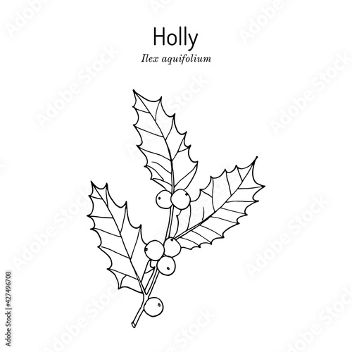 Holly Ilex aquifolium tree branch