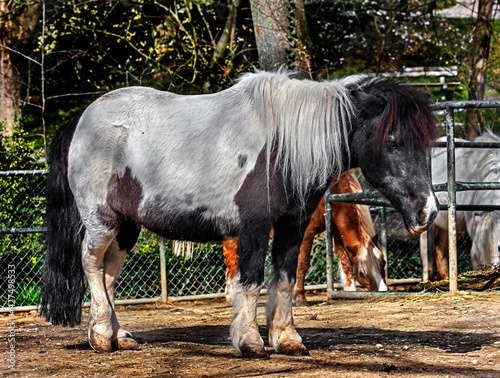 Black and white pony near the fence in its enclosure