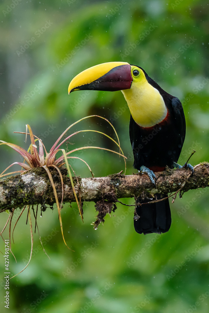 Fototapeta premium Bird with open bill, Chesnut-mandibled Toucan sitting on the branch in tropical rain with green jungle in background. Wildlife scene from nature.