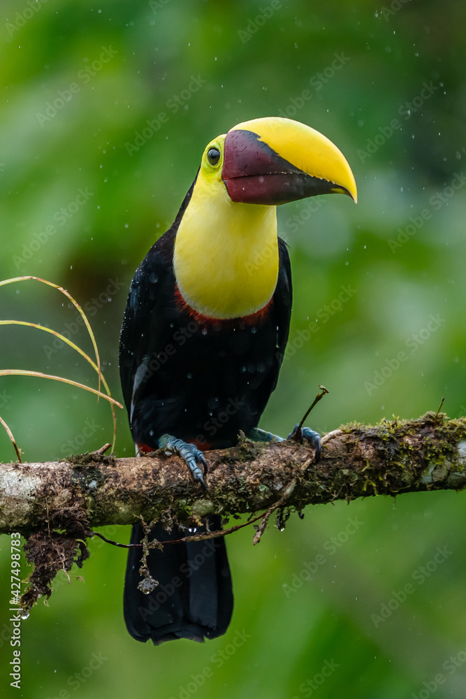 Fototapeta premium Bird with open bill, Chesnut-mandibled Toucan sitting on the branch in tropical rain with green jungle in background. Wildlife scene from nature.
