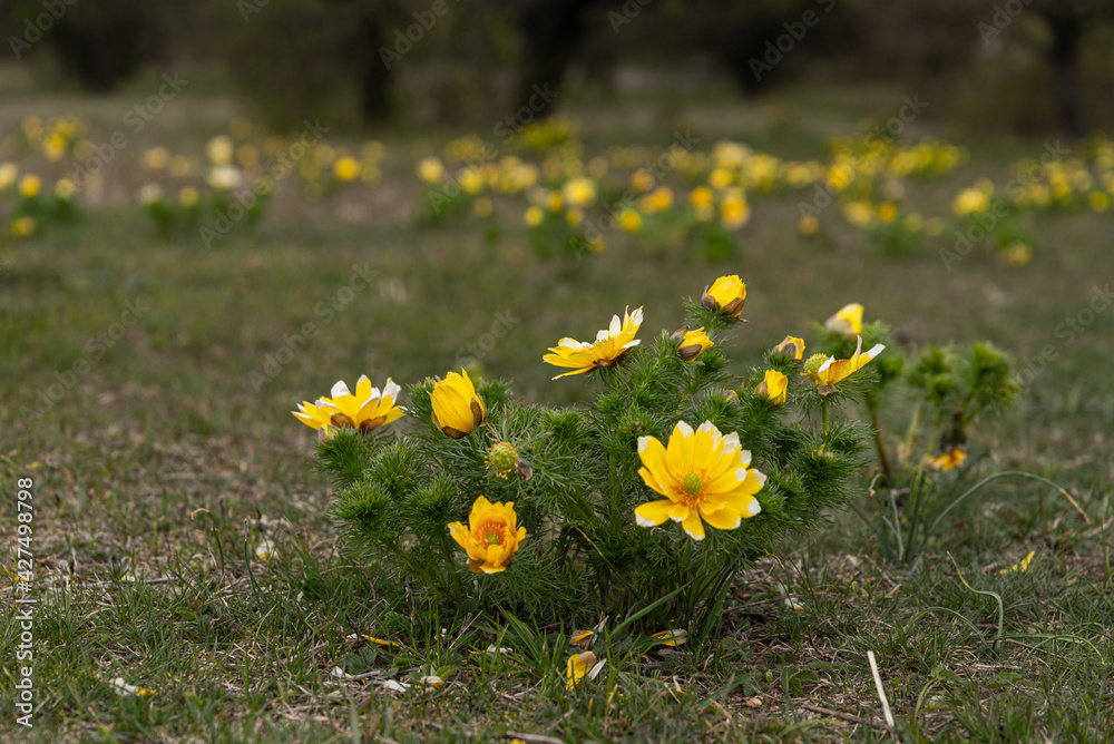 Fototapeta premium Adonis Vernalis wildflower blooming in meadow