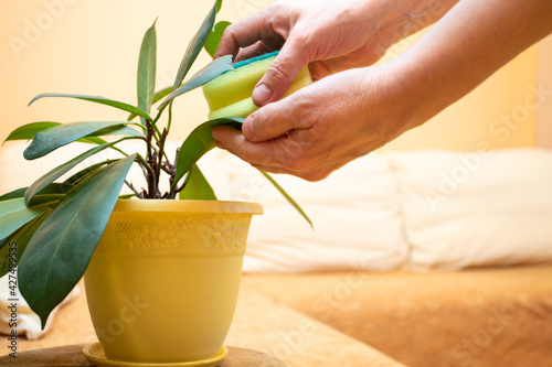 Women's hands wipe with wet sponge green leaves of house plant ficus standing in living room with couch close up.