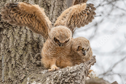 Two great horned owlets are having fun on their nest