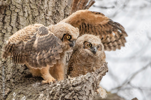 Photos Two great horned owlets are having fun on their nest