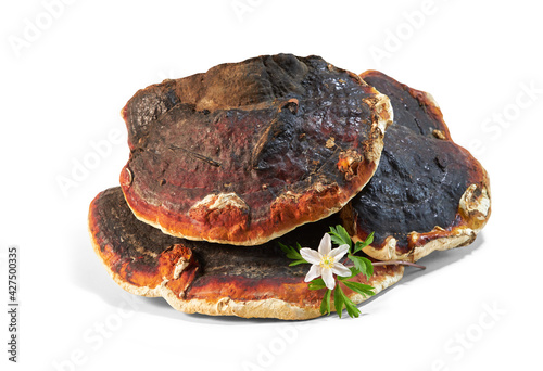 Ganoderma Lucidum mushroom  (also called as Reishi mushroom or Lingzhi mushroom) isolated on white background with clipping path. Chinese herbal medicine