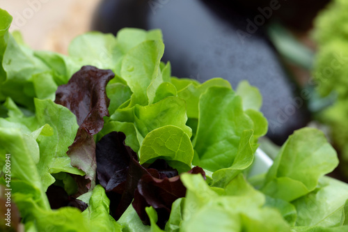 Green salad on a bowl