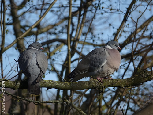pair of wood pigeons (Columba palumbus) perched on a tree branch