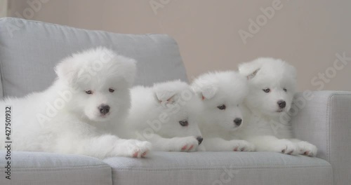 Cute Samoyed puppies lying on sofa
