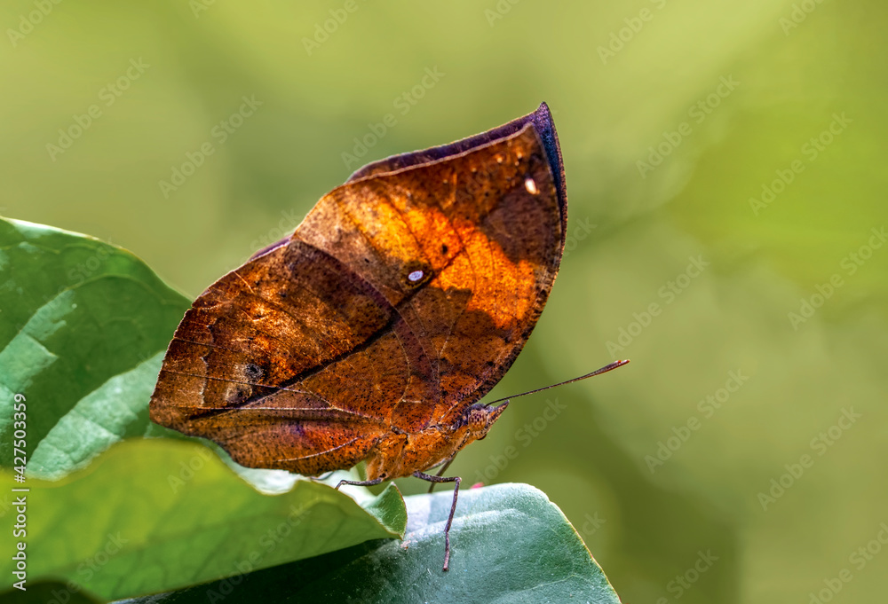 Obraz premium Macro shots, Beautiful nature scene. Closeup beautiful butterfly sitting on the flower in a summer garden.