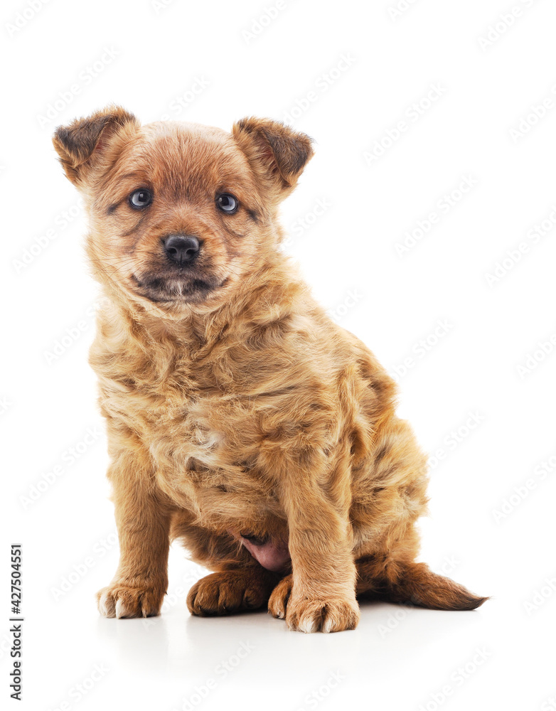 Ore puppy to sit. Ore puppy to sit.