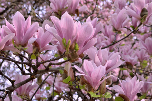 Magnolia flowers in full bloom in spring