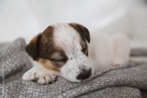 Cute little puppy sleeping on grey plaid, closeup