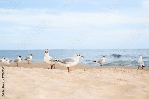 Beautiful sea coast with seagulls under blue sky © New Africa
