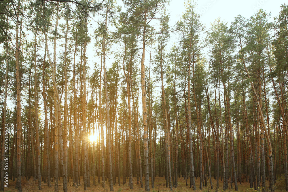 Beautiful pine forest with growing young trees Beautiful pine forest with growing young trees