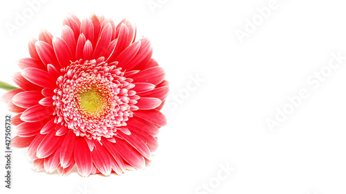 Pink gerber flower on white background.