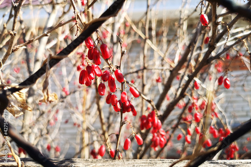Foto barberry, spice, pilaf, plants, garden, winter hardy