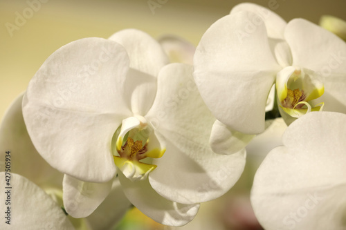 Beautiful white orchid flowers on blurred background, closeup