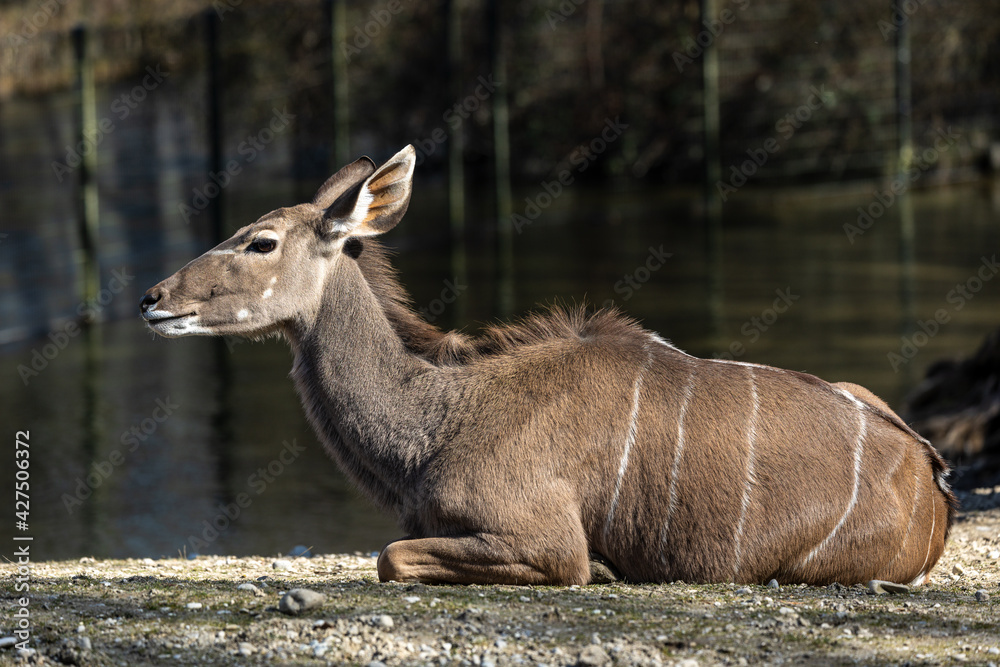 The common eland, Taurotragus oryx is a savannah antelope The common eland, Taurotragus oryx is a savannah antelope