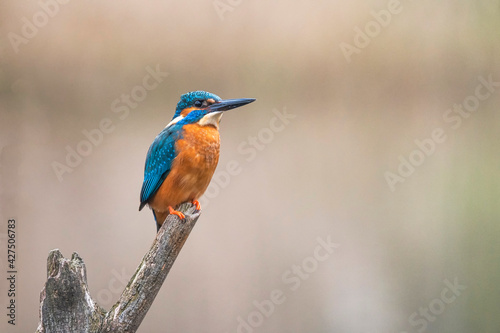 Kingfisher is resting on a branch 