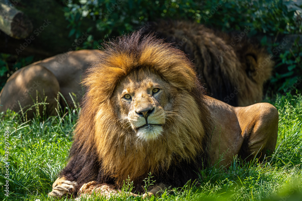 The lion, Panthera leo is one of the four big cats in the genus Panthera The lion, Panthera leo is one of the four big cats in the genus Panthera