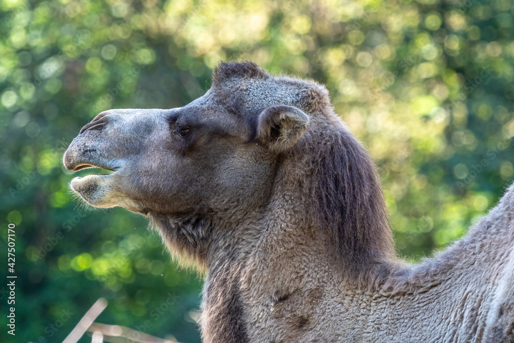 Obraz premium Bactrian camel, Camelus bactrianus in a german zoo