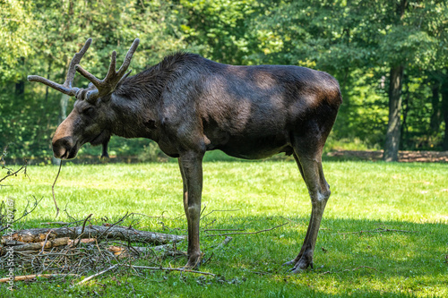 European Moose, Alces alces, also known as the elk