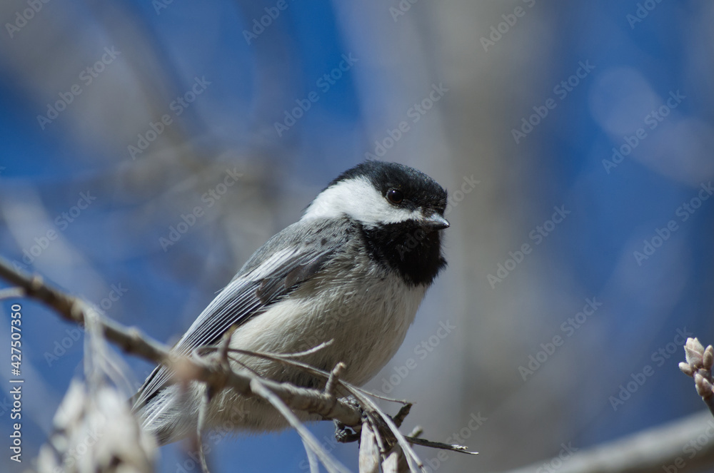 Obraz premium A Black-capped Chickadee (Poecile Atricapillus) perched on a Branch