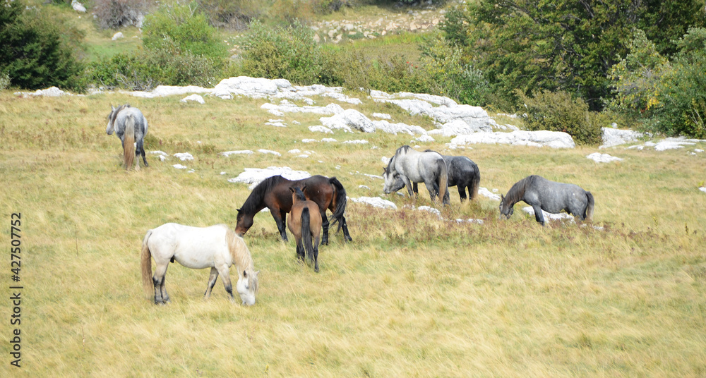 Livno,Bosnia and Herzegovina, horse, black horse, white horse, black and white horse, nature, beautiful horse,