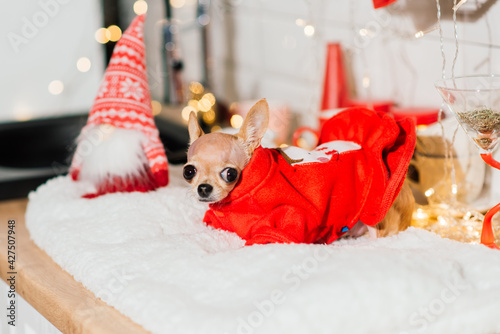 Chihuahua in New Year's interior. Small dog lies on tabletop. Around Christmas toys, decorations. © Ivan Zelenin
