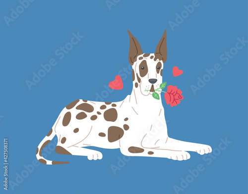 Dog breed great dane with flower and hearts a vector flat cartoon illustration