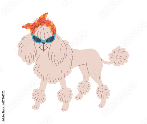 White poodle dog or puppy cartoon character, flat vector illustration isolated.