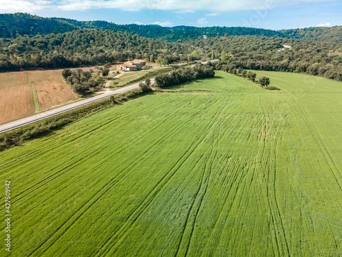 Beautiful field sown with green with mountains in the background