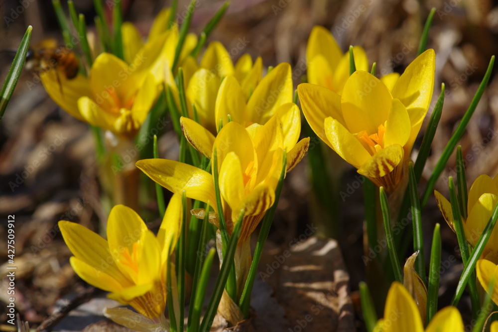 yellow crocuses in spring yellow crocuses in spring