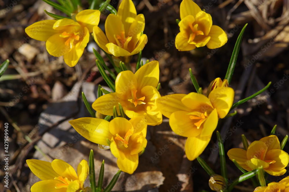 yellow crocuses in spring
